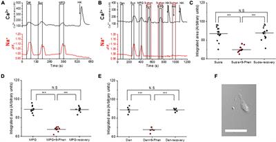Defining the role of TRPM4 in broadly responsive taste receptor cells